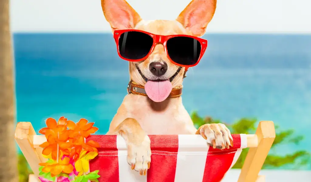 9 Signs To Go On a Much-Deserved Feel-Good Vacation happy dog vacation beach